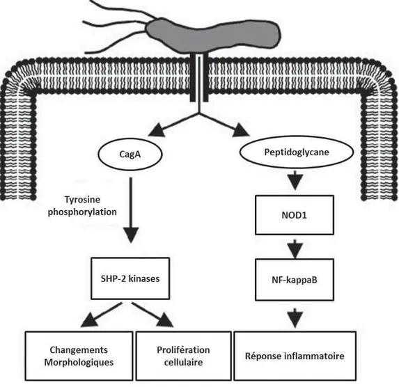 Figure 11.   Représentation schématique du rôle du système de sécrétion de type  IV dans les changements morphologiques, la prolifération cellulaire et 