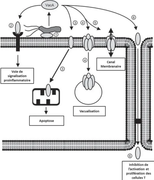 Figure 12.   Les différentes actions cellulaires de VacA au cours de l’infection  chronique par H