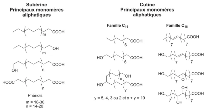 Figure I-8 : Structure des monomères aliphatiques de cutine et de subérine d'après  Kolattukudy (1980a)