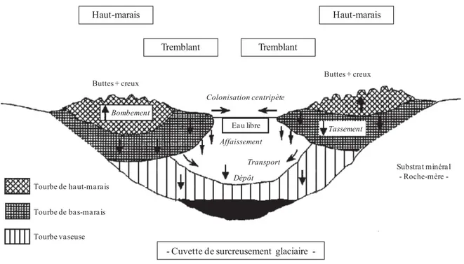 Figure II-2 : Processus de développement de la tourbière mis en jeu au cours de  l'atterrissement d'une pièce d'eau (Francez, 2000)