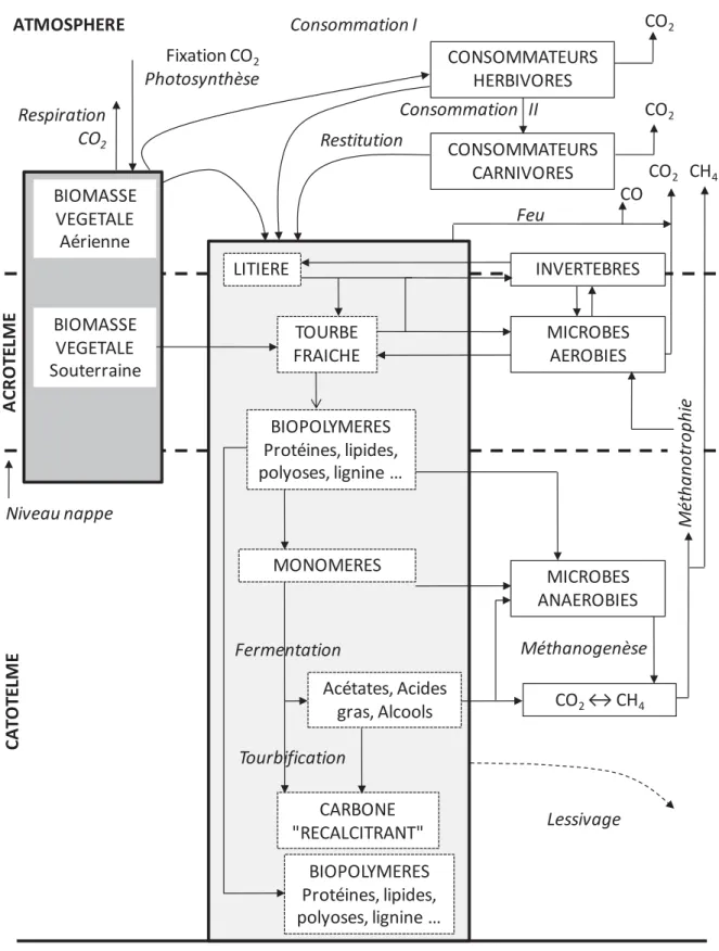 Figure II-3 : Cycle du carbone dans les tourbières d'après Francez (2000). 