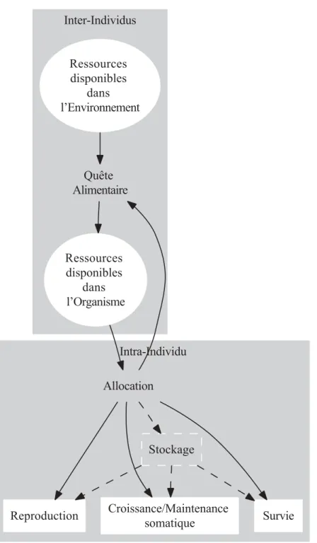Fig. 1.1 – Niveaux d’analyse et interaction entre quête alimetaire et allocation (modiﬁé de Boggs (1992)