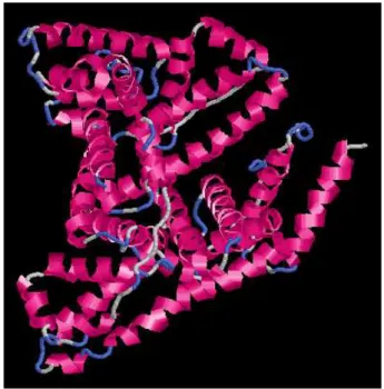 Figure 2.1 – Représentation 3D d’une protéine d’albumine de serum bovin (BSA). Source : SWISS-MODEL, http://swissmodel.expasy.org