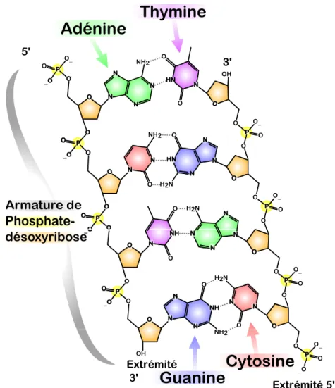 Figure 2.3 – Exemple de la structure de l’ADN. Les deux chaînes de nucléotides sont associées par les liaisons hydrogènes entre leurs bases azotées (source wikipédia).