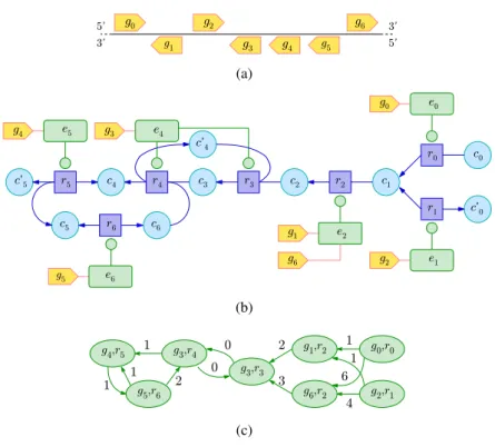 Figure 3.1 – Construction de G int dans la version “gène” de SIPPER. Ici les unités catalytiques sont les gènes qui interviennent dans le réseau métabolique M (ce qui explique la notation g i au lieu de c i ).