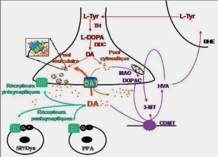 Figure 3. La synapse dopaminergique. La dopamine (DA) est synthétisée à partir de la L-Tyr par la  TH en L-DOPA puis en DA par la DDC