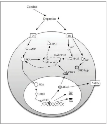 Figure 7. Diagramme schématique illustrant les voies de transductions principales sous-  tendant les évènements cellulaires médiés par les récepteurs dopaminergiques D1 et D2