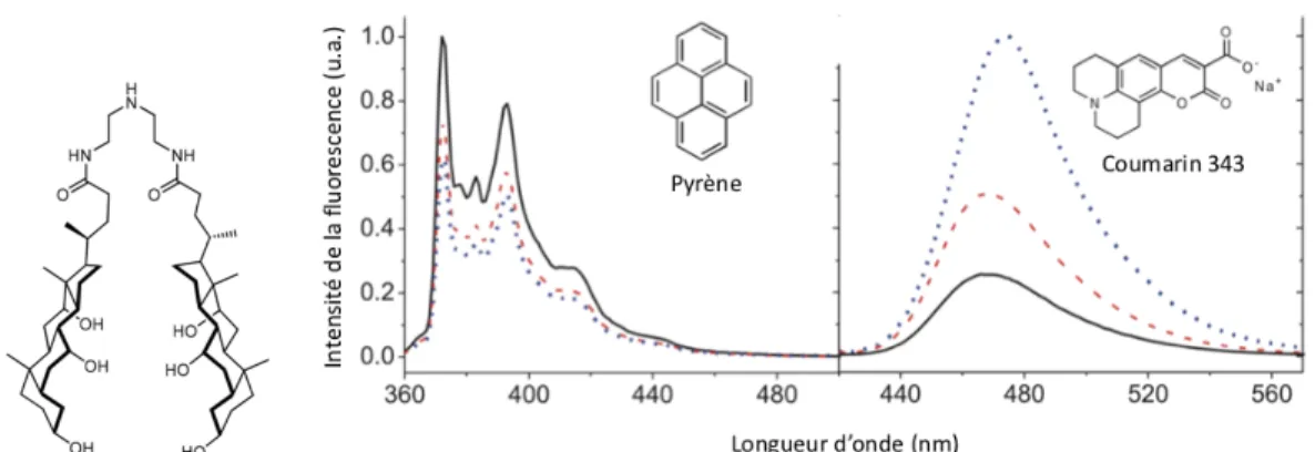 Figure 1.7. Études par spectroscopie de fluorescence du pyrène et coumarine 343, mélangés  ensemble dans le THF pour des concentrations croissantes de dimère (lignes pleines, 0 mol/L ;  ligne tiretée rouge, 5 mol/L ; ligne pointillée bleue, 25 mol/L)