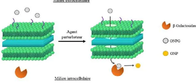 Figure 2.3   Hydrolyse de l’ONPG lors de la perméabilisation de la membrane bactérienne 