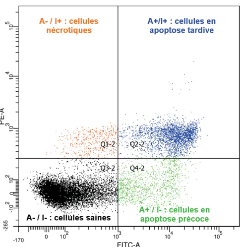 Figure III-8 – Fenêtrage type issu du marquage de l’apoptose par Annexine V / Iodure de propidium