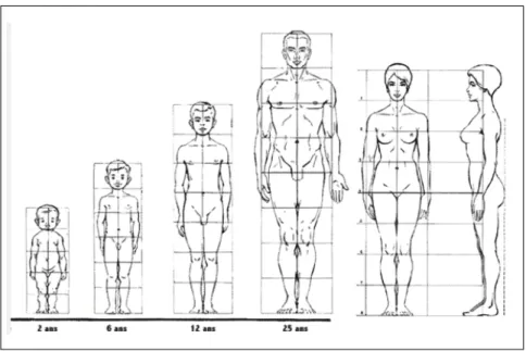 Figure 5. Proportions anthropométriques suggérées pour le dessin  (Horton, 1998) 