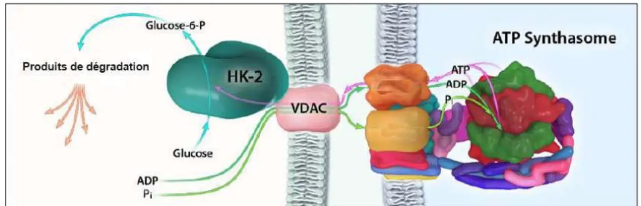 Figure 5. Schématisation de la liaison de l’enzyme HK-II sur le récepteur VDAC,  couplé à l’ATP synthasome 65 