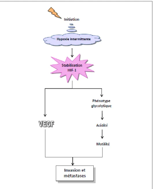 Figure 7. Exemple de coopération pour l’acquisition du phénotype malin entre  VEGF et l’effet Warburg 8, 9 