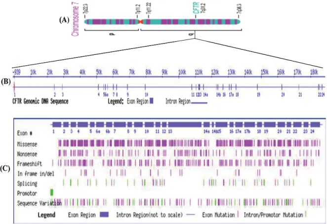 Figure 1 : Schéma du gène CFTR. (A) La localisation chromosomique. (B) Le gène CFTR (250 kb d'ADN génomique) (C) Distribution des mutations du gène CFTR