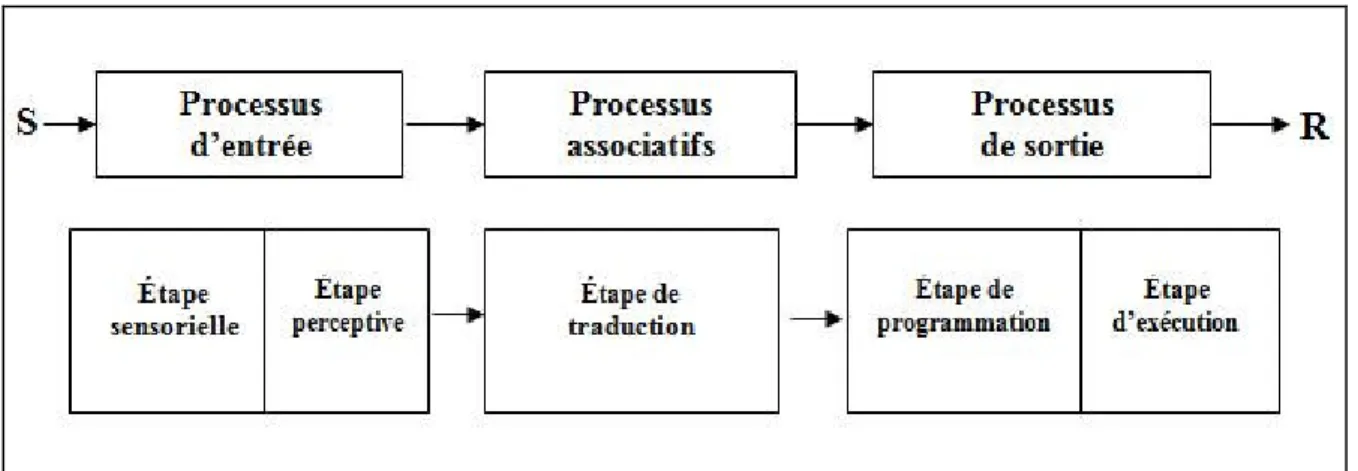 Figure 1 : Modèle montrant les principales étapes de la chaîne de traitement de l’information 