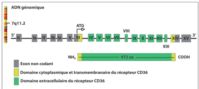 Figure 1. Représentation schématique du gène CD36 