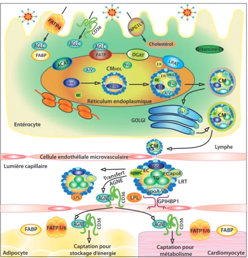 Figure  4.  Diagramme  du  rôle  du  CD36  dans  la  production  de  chylomicrons  via  sa  participation dans l’absorption d’AGLC et de cholestérol par les entérocytes proximaux 