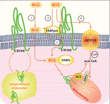 Figure  5.  Modèles  de  transport  des  AG  dans  les  adipocytes  et  les  muscles  cardiaque  et  squelettiques 