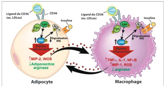 Figure 6. Rôle du CD36 dans le développement de la résistance à l’insuline 