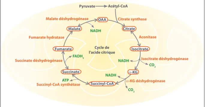 Figure 9. Cycle de l’acide citrique de la matrice mitochondriale 