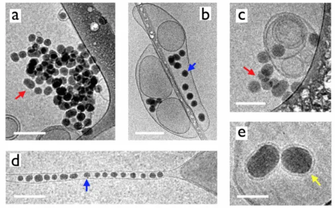 Fig. 6 displays cryo-TEM snapshots of particles and Curosurf® vesicles at the sub-micron length  scale