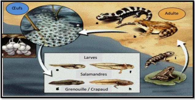 Figure 5-Cycle  de  vie  de  la  salamandre  Ambystoma  opacum  Gravenhorst,  1807  (Ambystomatidae) et la grenouille Rana temporaria   Linnaeus, 1758 (Ranidae) ;  