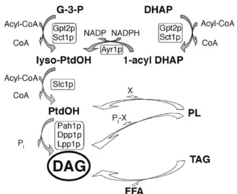 Figure 8 : Voies métaboliques conduisant à la formation du DAG.  1-acyl DHAP, 1- 1-acyl  dihydroxyacétone  phosphate;  DAG,  di1-acylglycérol;  DHAP,  dihydroxy-acétone  phosphate; FFA, acides gras libres; G-3-P, glycérol-3-phosphate; lyso-PtdOH, acide  ly