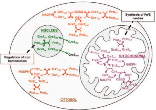 Figure  16  :  Composants  cytosoliques  mitochondriaux  et  nucléaires  du  système  thiorédoxine et glutarédoxine de S