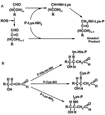 Figure  20  :  Génération  des  dérivés  carbonylés  des  protéines.  (A)  glycation  ou  glycoxydation  de  la  fonction  amine  de  la  lysine