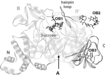 Fig. 1. Overall structure of AS with a sucrose molecule occupying the active site and three maltooligosaccharides bound in the  oligosac-charides binding sites OB1 to OB3