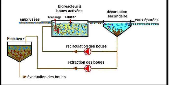 Figure 06 : Schéma de traitement des eaux usées par boues activées (Telli,  2013). 