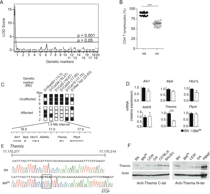 Figure 5. BN m rats carry a disrupted Themis gene. (A) Genome scan for loci controlling the percentage of CD4 T cells in the blood of 44 (BN m 6 DA)6 BN m rats
