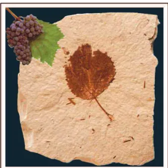 Figure 01 : Feuille de vigne fossile. Cette feuille de vigne  fossilisée, de 6,6 cm de long (pétiole compris) a été trouvée  dans le Montana (Beaverhead County, Etats-Unis)