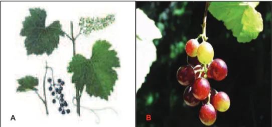Figure  03 : Vitis  vinifera sp  silvestris.  La  vigne  sauvage  n’a  pas  un  aspect  très  différent  de  la  vigne  cultivée  (A)