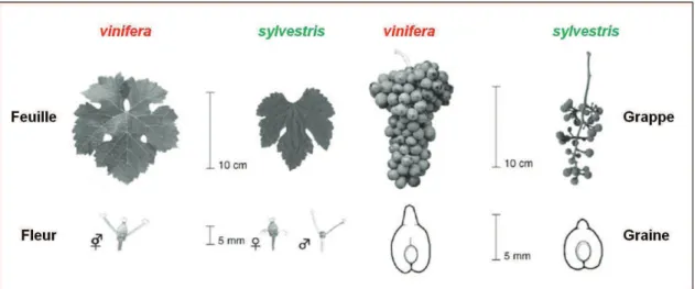 Figure 04 : Différences morphologiques entre les vignes cultivées et sauvages. Plusieurs différences peuvent être  observées entre les espèces cultivées et sauvages de vigne notamment au niveau des feuilles, des fleurs, des grappes à  maturité et des grain