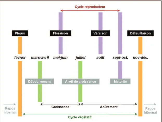 Figure 18 : Cycle végétatif et reproducteur de la vigne dans l’hémisphère Nord. Dans les régions tempérées, la  vigne possède un rythme de croissance discontinu avec l’alternance de périodes de végétation et des périodes de repos  (d’après Galet, 2006)