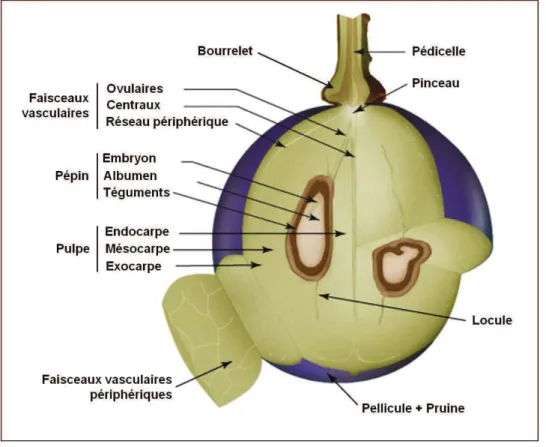 Figure 19 : Structure d’une baie de raisin. Les baies de raisin sont insérées sur une dilatation du pédicelle appelée  bourrelet