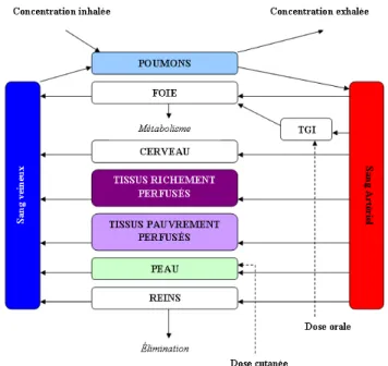 Figure I.4 – Représentation conceptuelle d’un modèle PCBP. TGI correspond au trac- trac-tus gastro-intestinal.