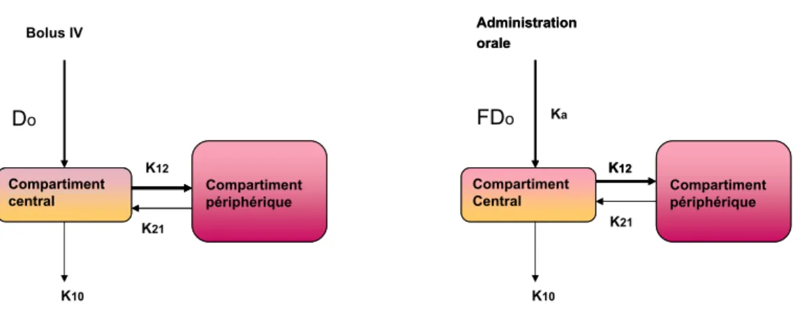 Figure I.5 – Illustration d’un modèle PK bicompartimental. À droite, un modèle avec une administration intraveineuse (IV), à gauche une administration orale.