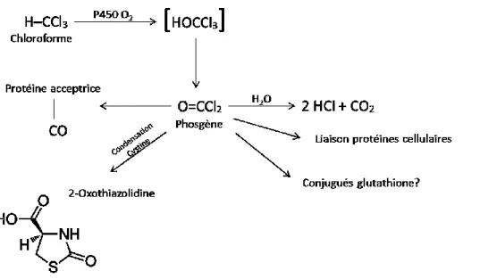 Figure 1.4 Voie métabolique (aérobie) du métabolisme du chloroforme. 