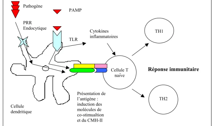 Figure 2. Rôle des TLR dans le contrôle de l’immunité. 