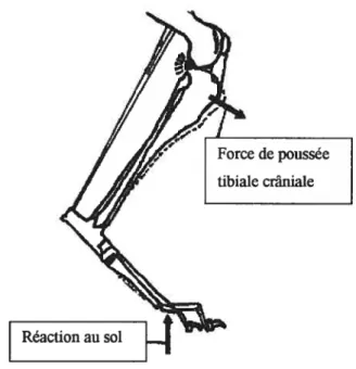 Figure 4 t Compression tibiale induisant une force de poussée tibiale craniale résultant de la force de réaction au sol