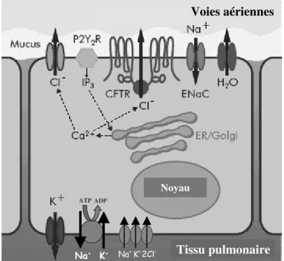 Figure 4 : Représentation schématique des principaux transports présents à la membrane d’une cellule  épithéliale de voies respiratoires