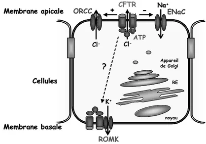 Figure 9: Rôles présumés de la protéine CFTR dans la cellule épithéliale. 