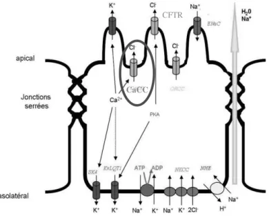 Figure 19 : Représentation schématique de l’importance du CaCC dans les transports ioniques d’une  cellule épithéliale