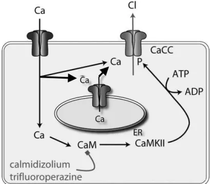 Figure 20 : Schéma récapitulatif de l’activation du CaCC par le calcium. 