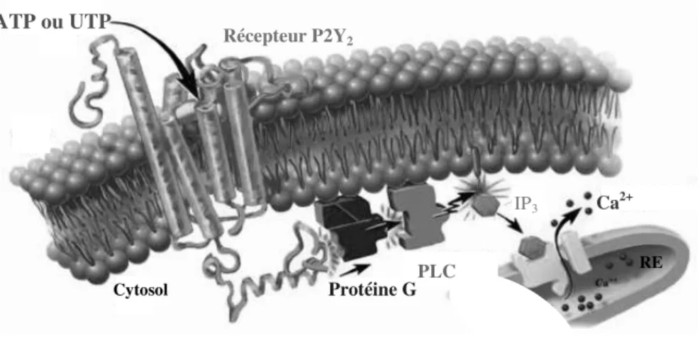Figure 22 :  Voie de  signalisation intracellulaire induite par l’activation des récepteurs P2Y2
