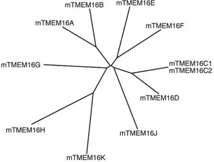 Figure 27 : Arbres phylogénétique de l’expression des membres de la famille TMEM16 chez la souris