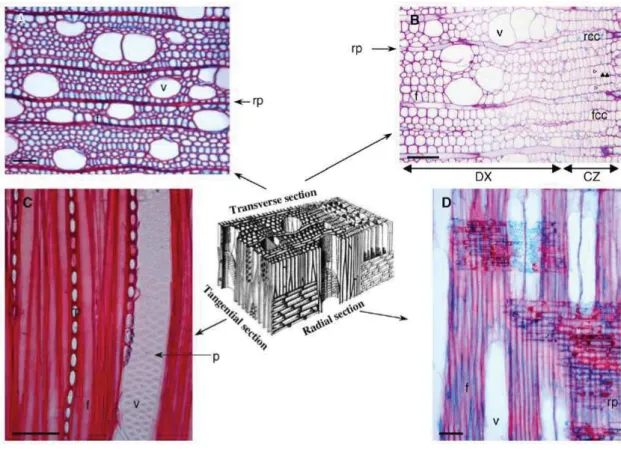 Figure 11. Le bois résulte de l’association de cinq types cellulaires comme cela est représenté dans le  schéma central