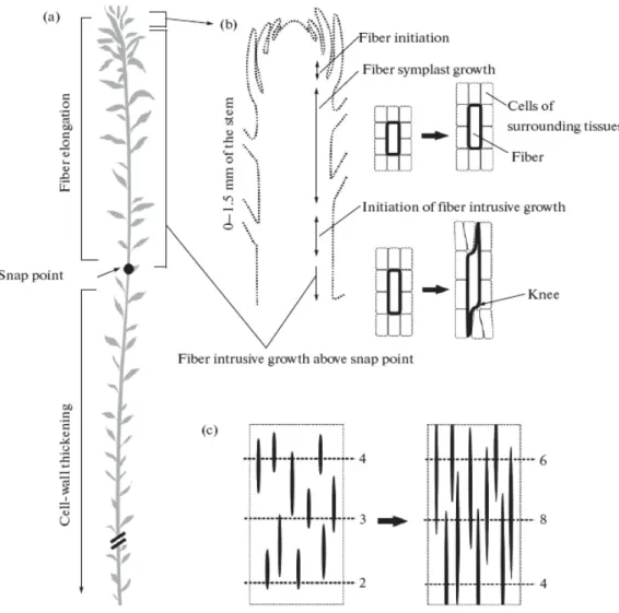 Figure 17. Quelques caractéristiques de la croissance intrusive des fibres primaires chez le lin (Snegireva  et al., 2010)